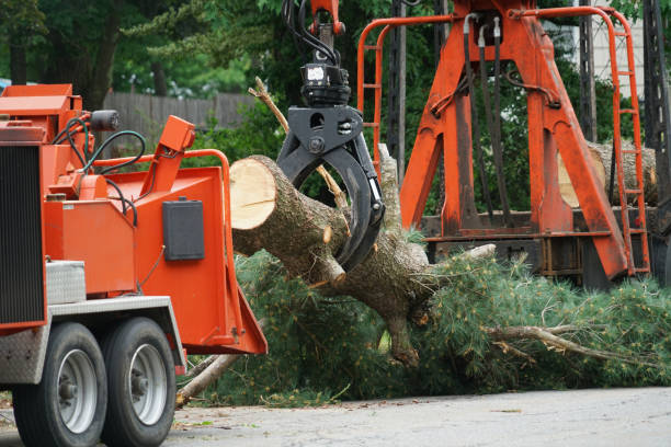 Tree Branch Trimming in Muldrow, OK